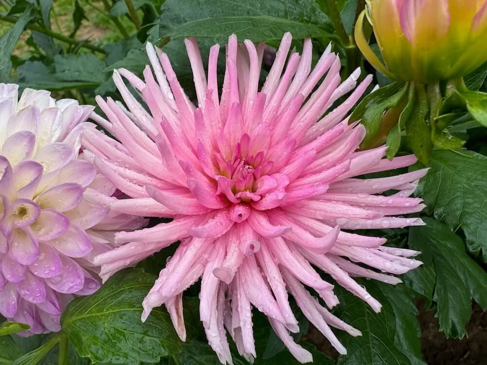 Dahlia 'Park Princess' 01.jpeg