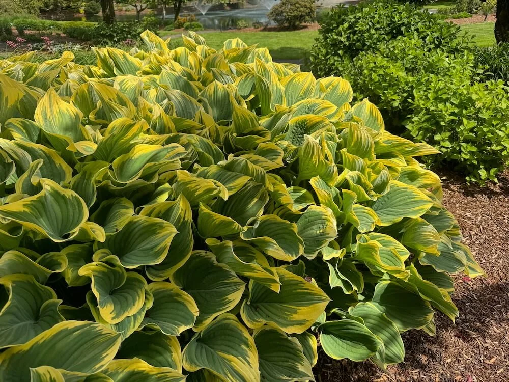 Hosta 'Sagae' 05.jpeg