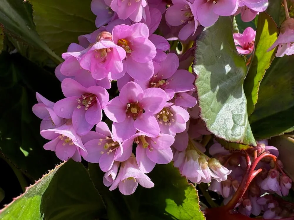 Bergenia cordifolia | Heart-leaved Bergenia