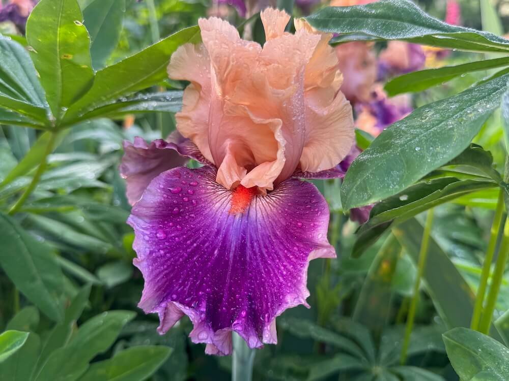 Iris 'Rasputin' 02.jpeg