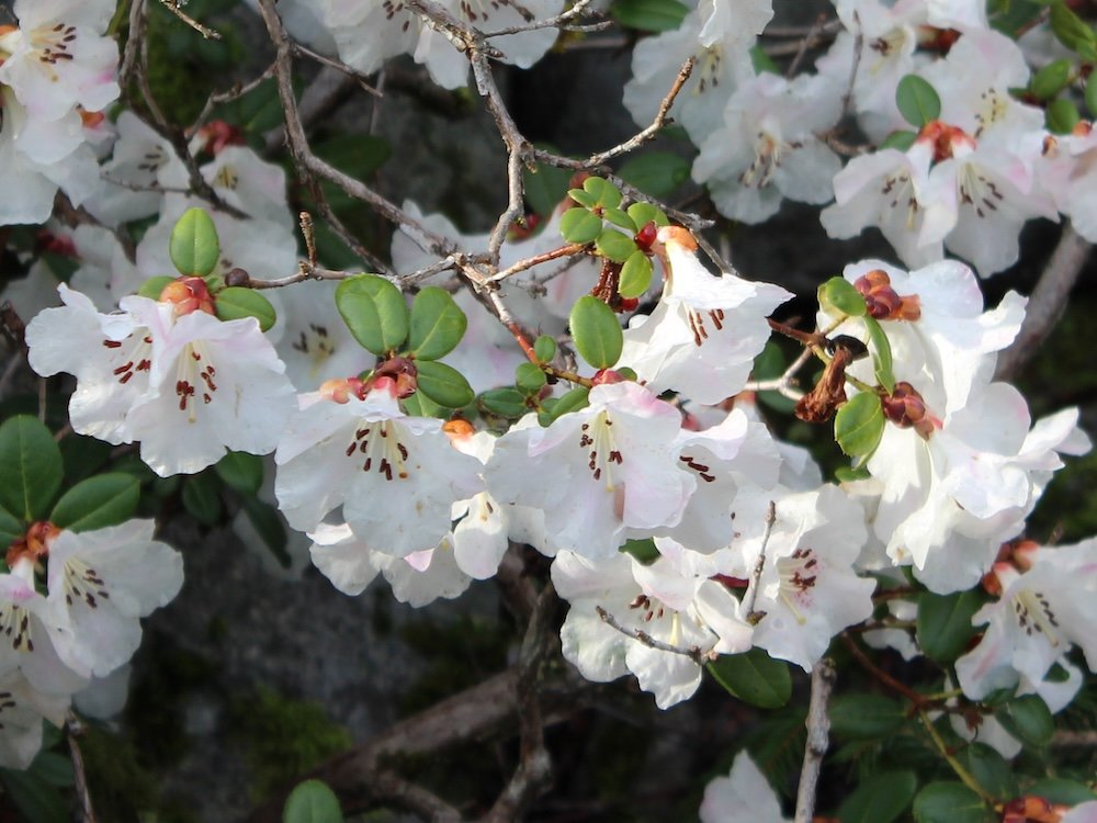 Rhododendron rigidum 01.JPG