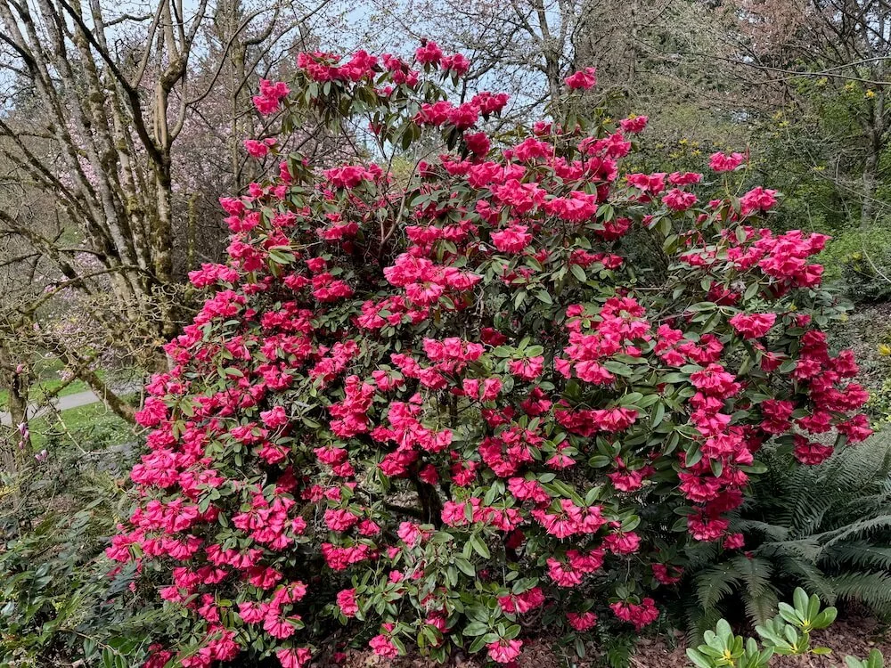 Rhododendron 'Leo Friedman' 03.jpeg