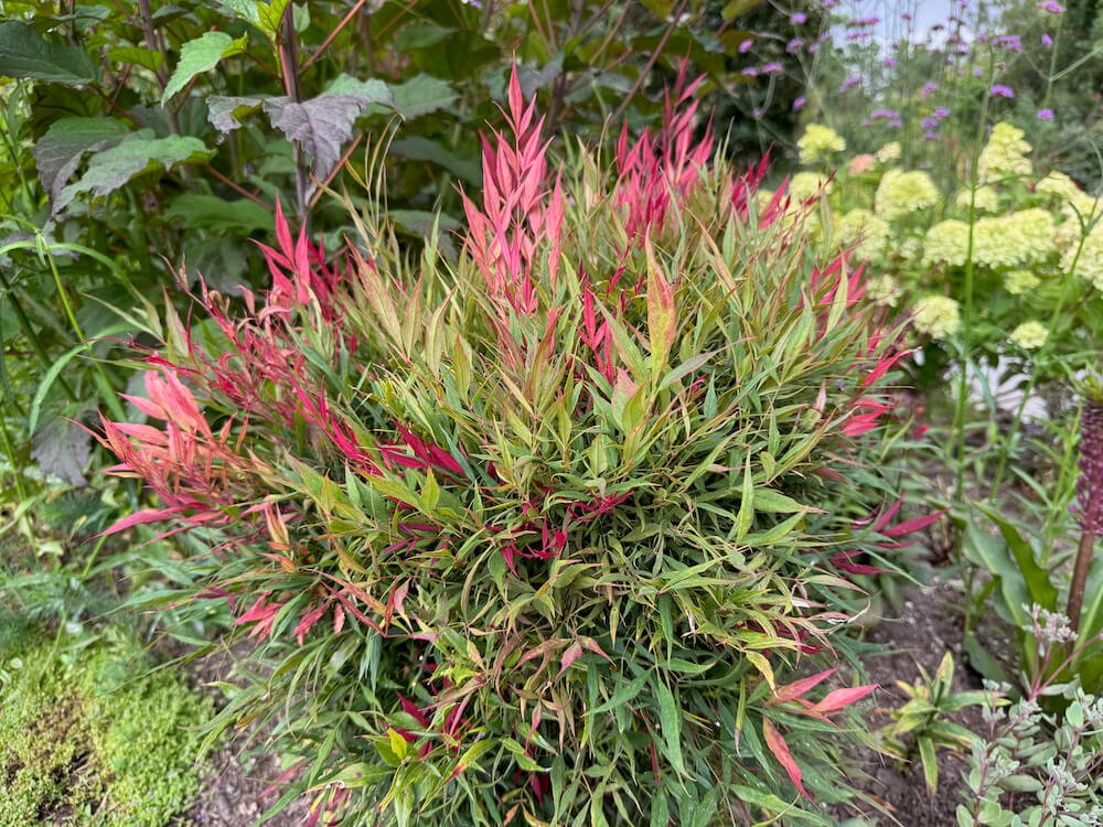 Nandina domestica 'Burgundy Wine' 01.jpeg