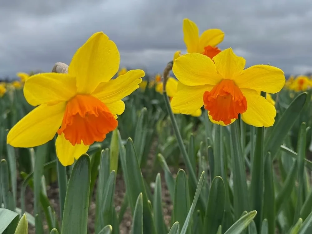 Narcissus 'Scarlet O'Hara' | Scarlet O'Hara Daffodil