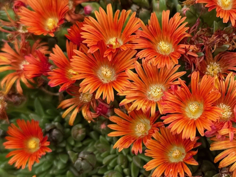 Delosperma hybrida Ocean Sunset 'Orange Vibe' | Ocean Sunset Orange Vibe Ice Plant