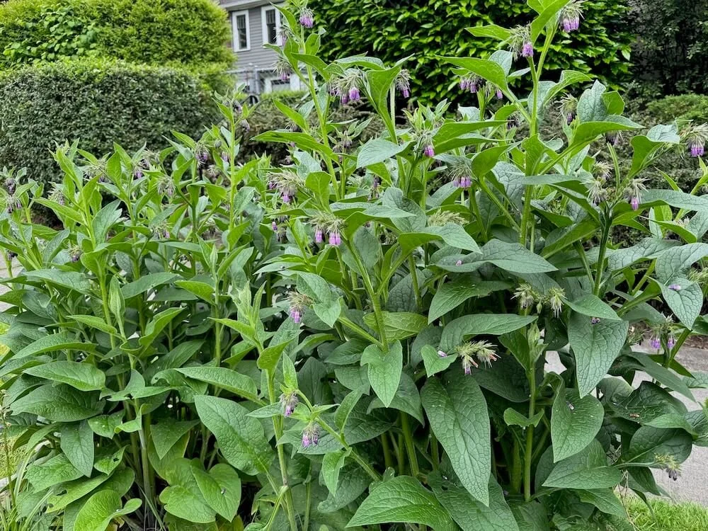 Symphytum × uplandicum 03.jpeg