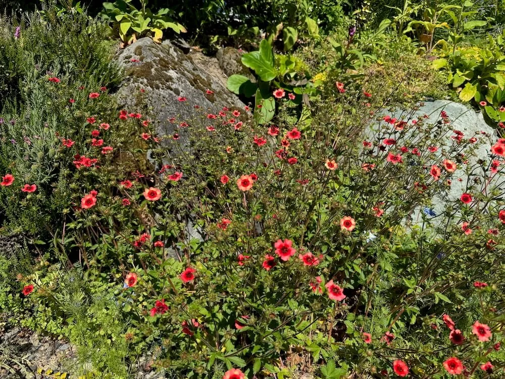Potentilla nepalensis 'Melton Fire' 03.jpeg