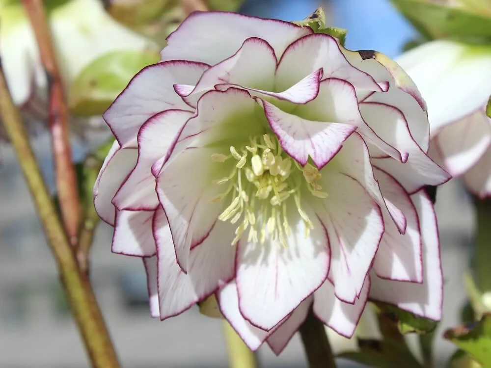 Helleborus x hybridus 'Fire and Ice'  01.JPG