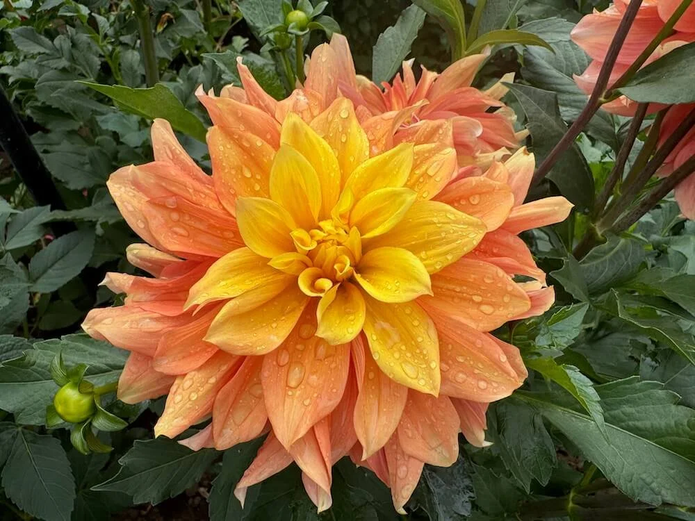 Dahlia 'Honey Bun' 04.jpeg