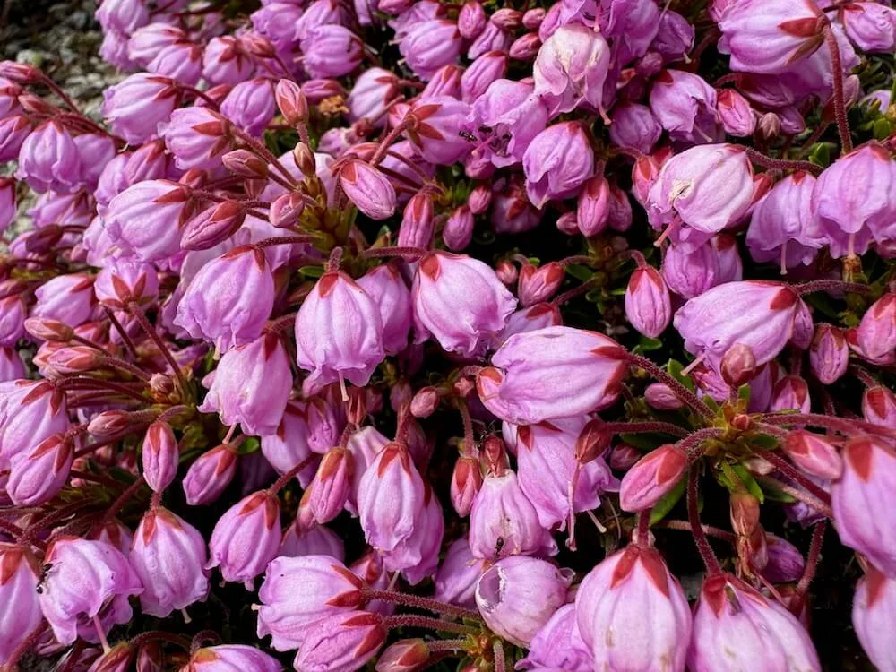 x Phylliopsis hillieri 'Sugar Plum' 01.jpeg