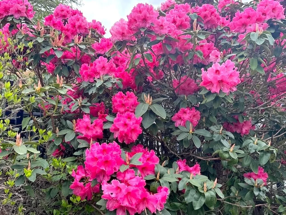 Rhododendron 'Dexter's Giant Red' 03.jpeg
