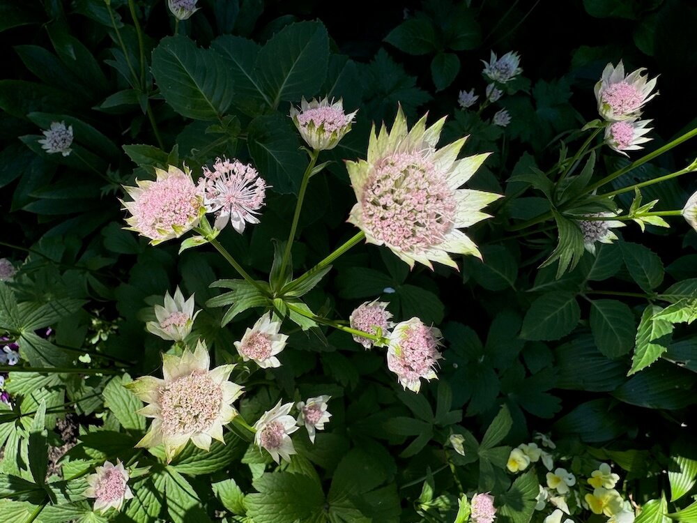 Astrantia major 03.jpeg
