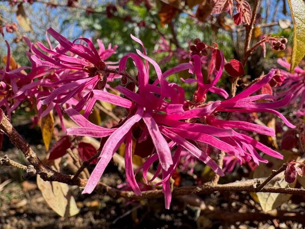 Loropetalum chinense 'Sizzling Pink' 02.jpeg