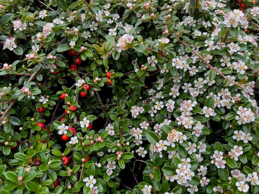 Cotoneaster dammeri 02.jpeg
