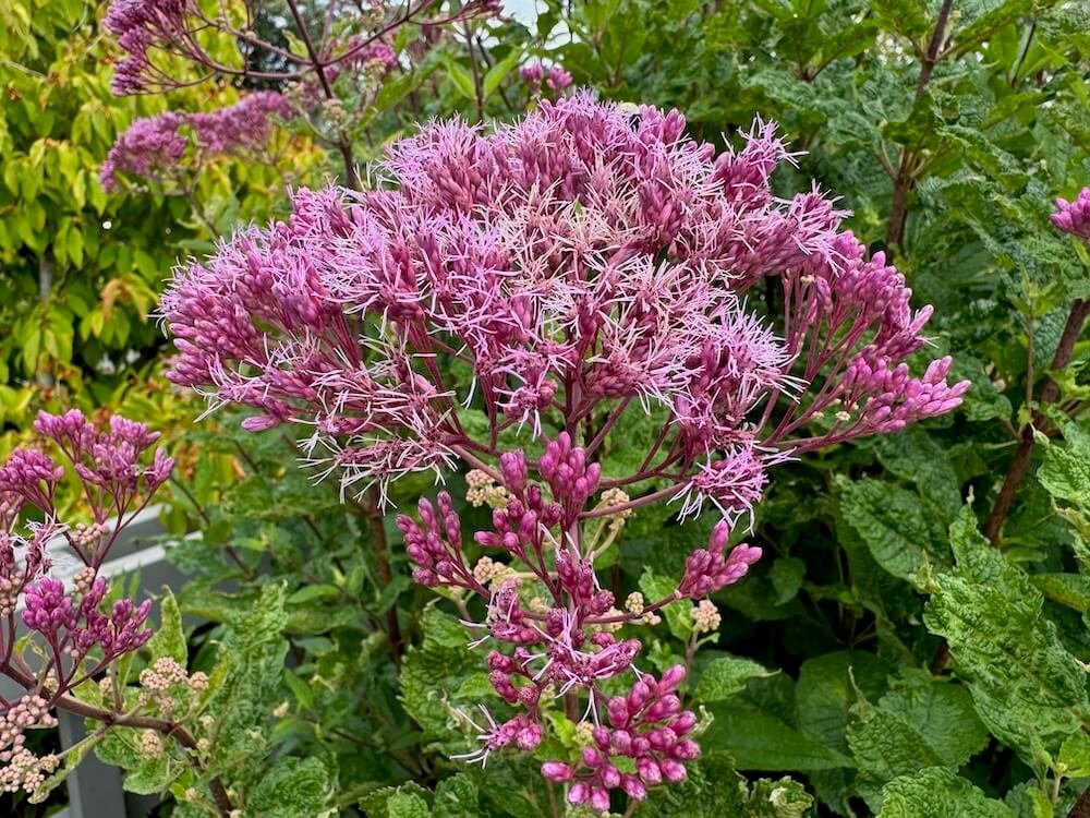 Eutrochium maculatum 'Gateway' 03.jpeg