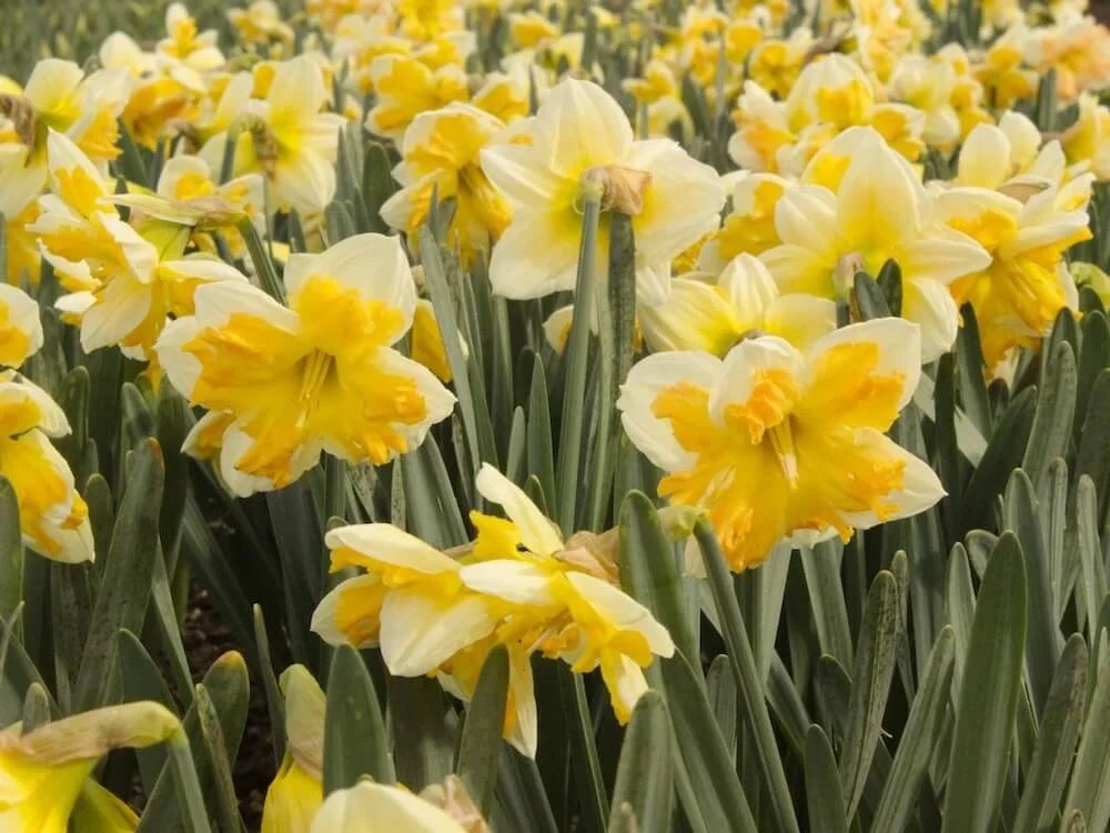 Narcissus 'Orangery' | Orangery Daffodil