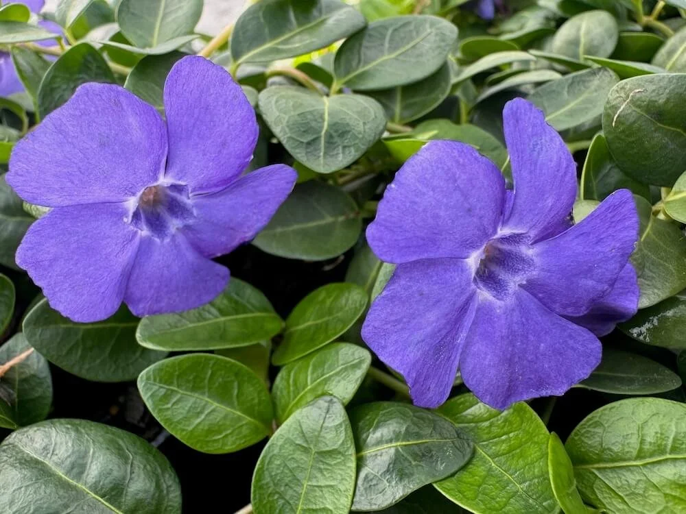 Vinca minor 'Bowles' 01.jpeg