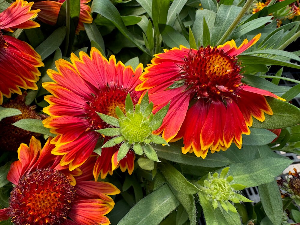 Gaillardia aristata SpinTop 'Orange Halo' 02.jpeg