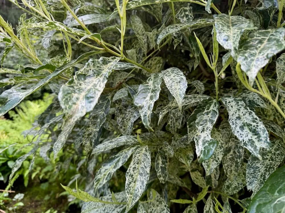 Prunus laurocerasus 'Marbled White' 04.jpeg