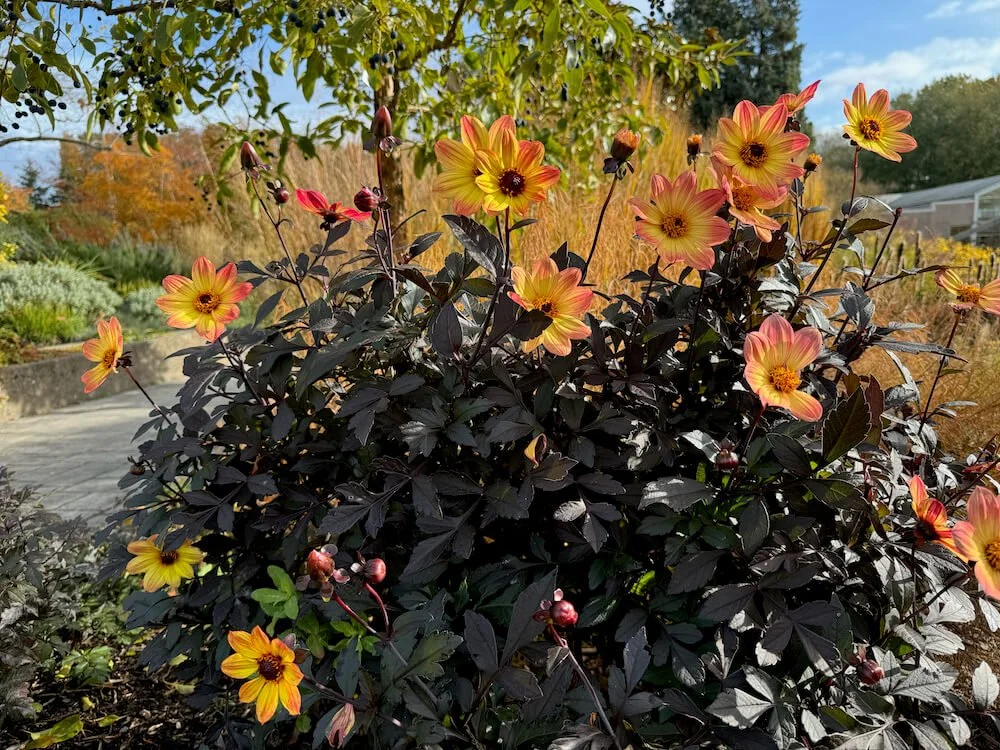 Dahlia 'Happy Single Flame' 03.jpeg