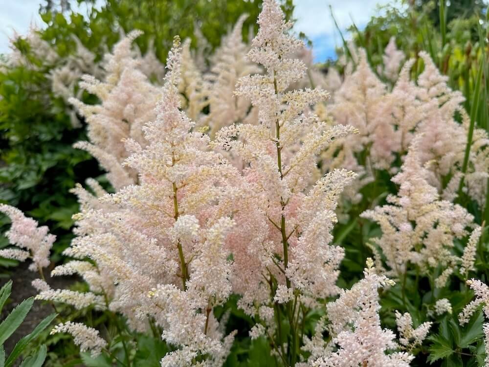 Astilbe x rosea 'Peach Blossom' 03.jpeg