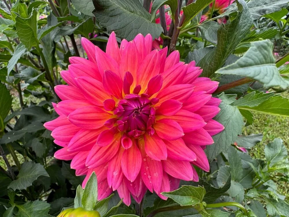 Dahlia 'Fire Magic' | Fire Magic Dahlia
