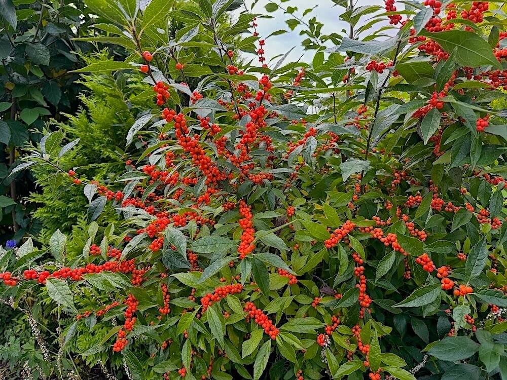 Ilex verticillata 'Afterglow' 02.jpeg