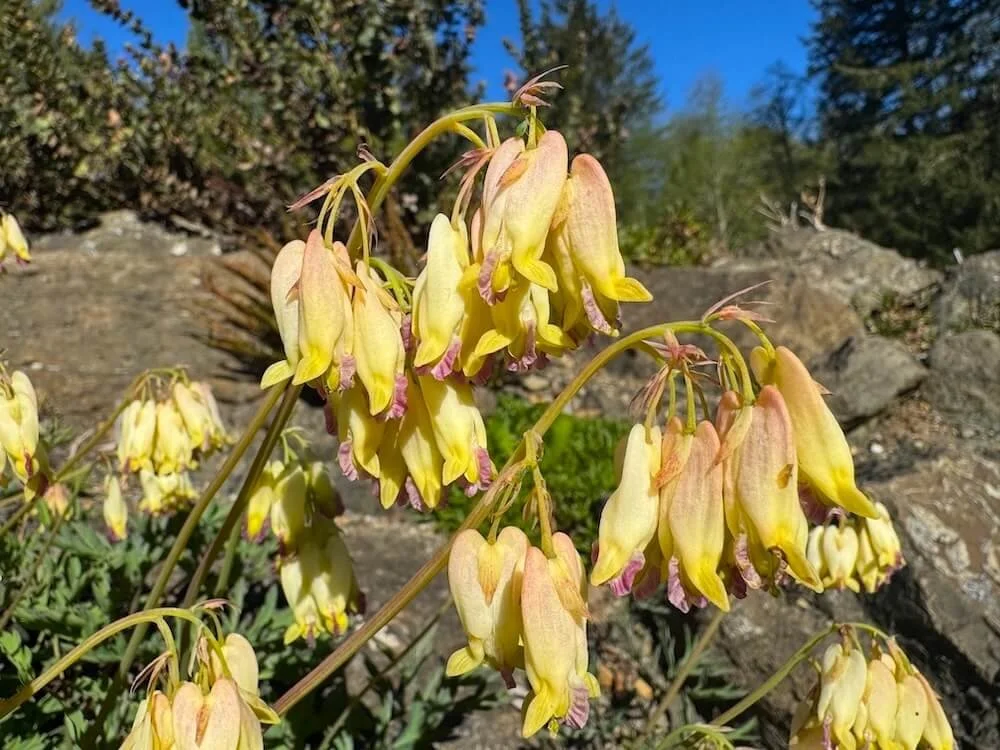 Dicentra formosa ‘Sulphur Hearts’ | Sulphur Hearts Bleeding Heart