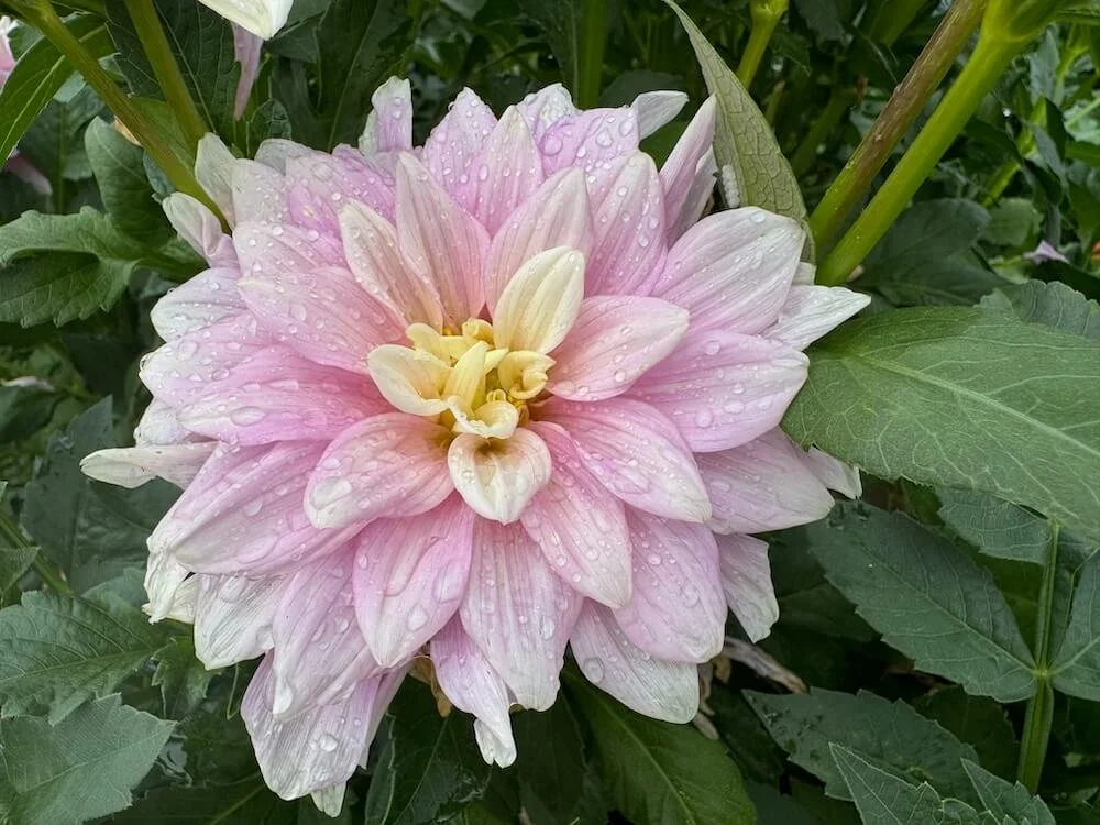 Dahlia 'Petal Faster' 04.jpeg