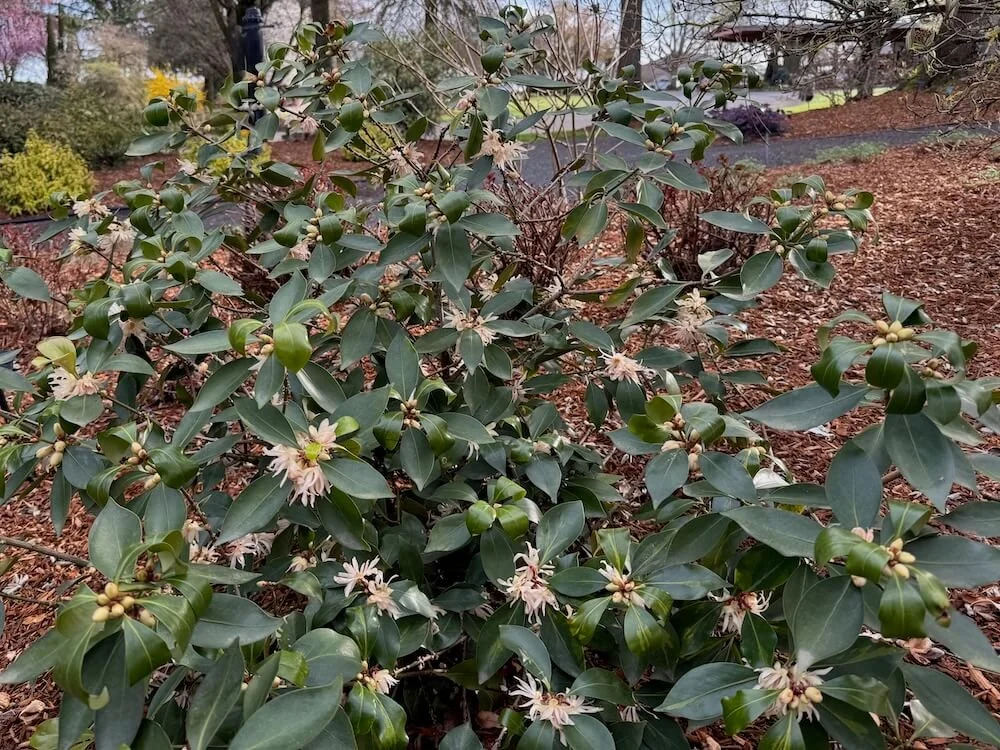 Illicium anisatum 'HinPurlf' 03.jpeg