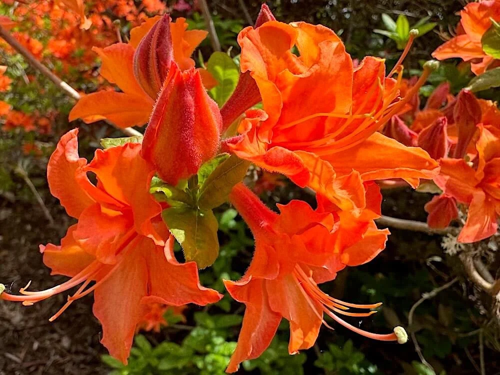 Rhododendron calendulaceum 01.jpeg