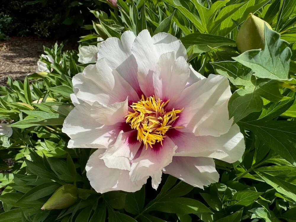 Paeonia 'Cora Louise' 01.jpeg