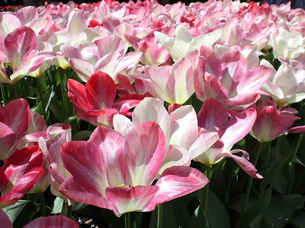 Tulipa 'Spryng Break' 03.JPG