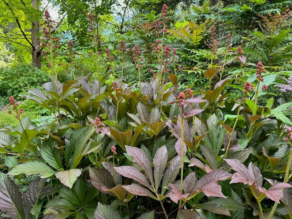 Rodgersia pinnata 'Bronze Peacock' 03.jpeg