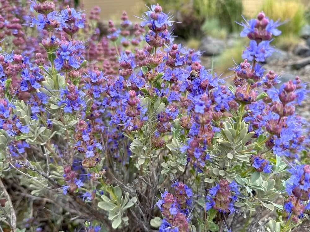 Salvia dorrii 03.jpeg