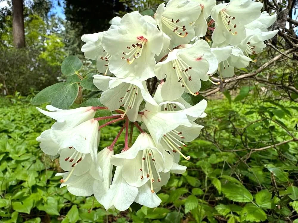 Rhododendron callimorphum ssp. myiagrum 02.jpeg