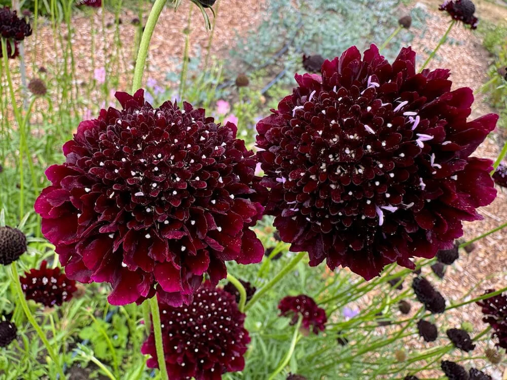 Scabiosa atropurpurea 'Black Cat' 04.jpeg