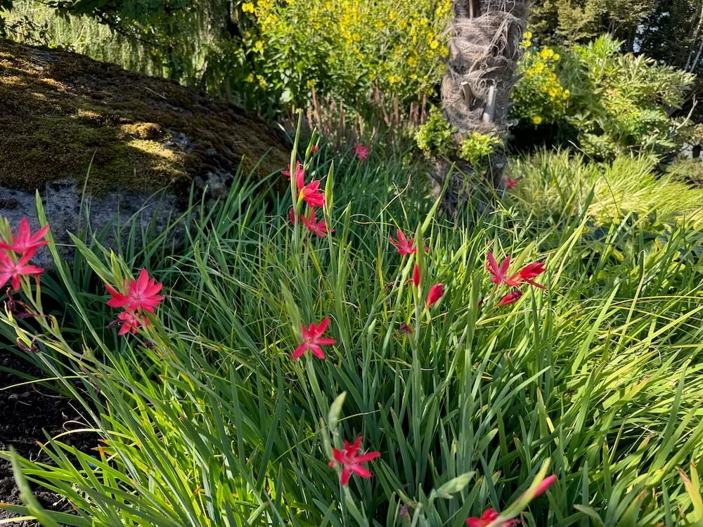 Schizostylis coccinea 'Oregon Sunset' 02.jpeg
