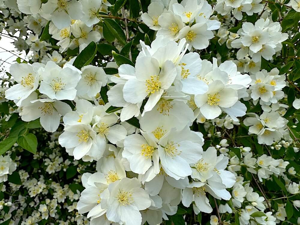 Philadelphus coronarius | Mock Orange