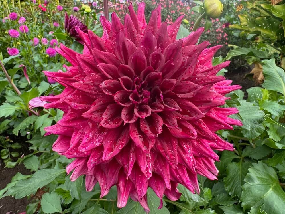 Dahlia 'Zorro' 02.jpeg