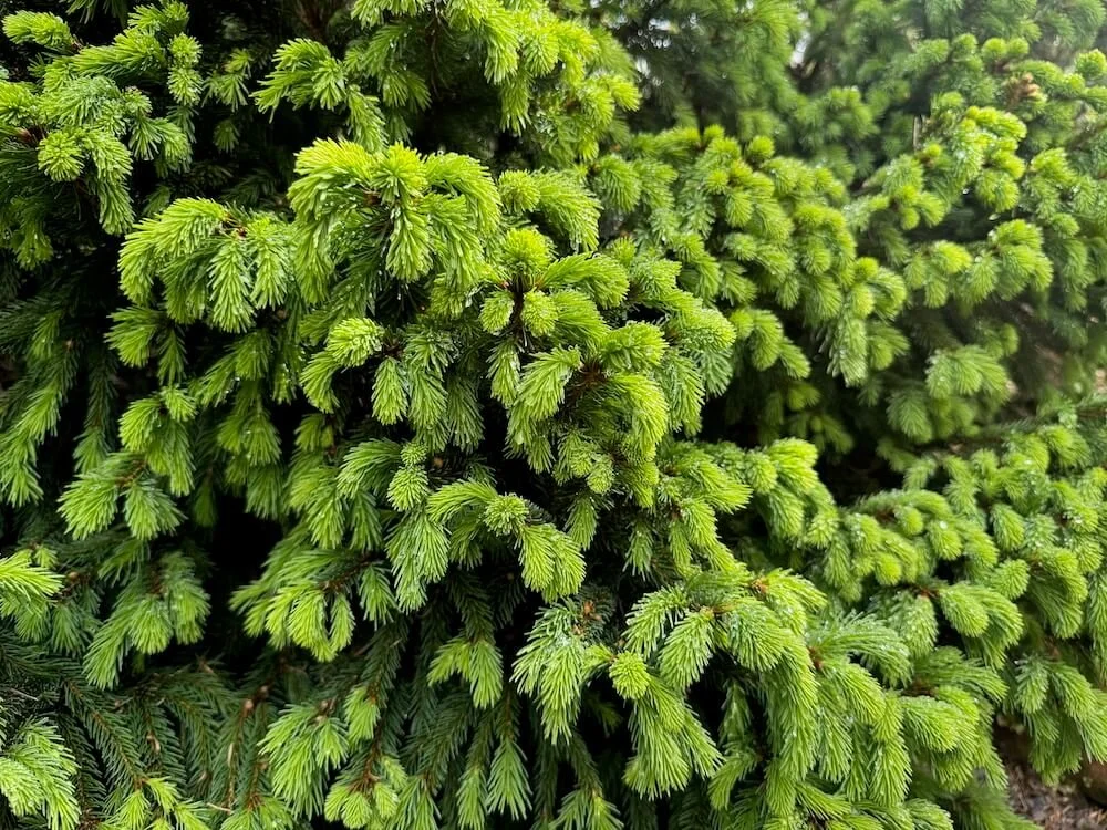 Picea abies 'Stephanie's Green Golf Ball' 05.jpeg
