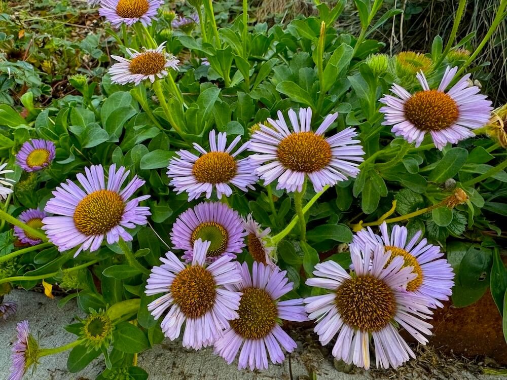 Erigeron glaucus 'Bountiful' 04.jpeg
