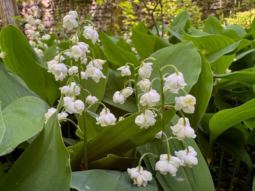 Convallaria majalis 'Prolificans' 02.jpeg
