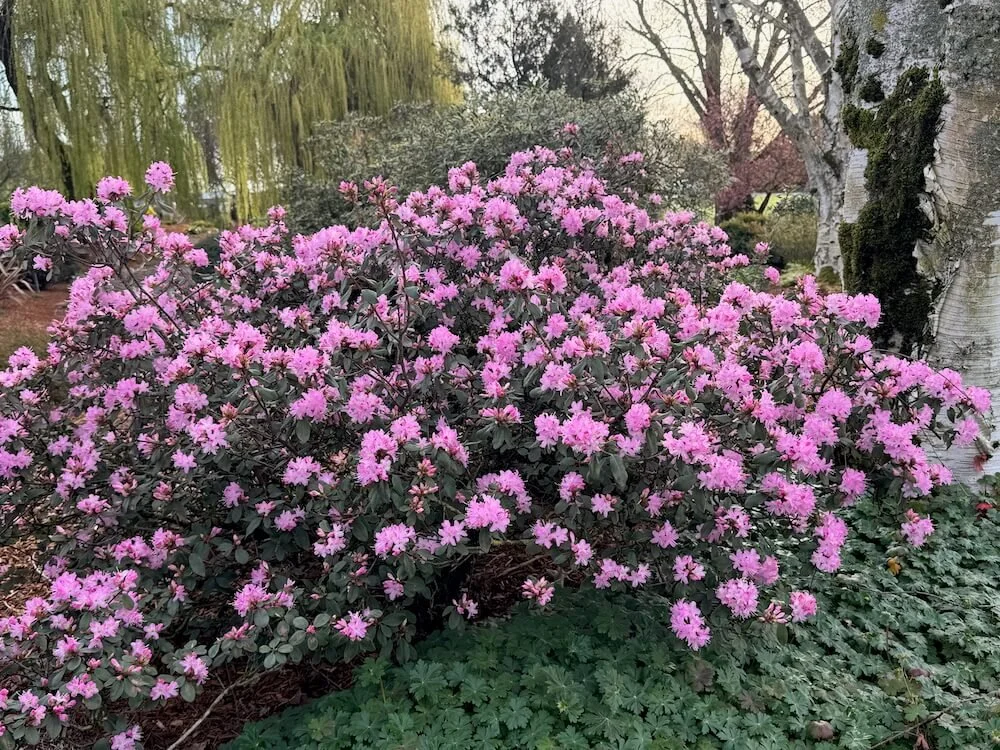 Rhododendron racemosum 'Rock Rose' 03.jpeg