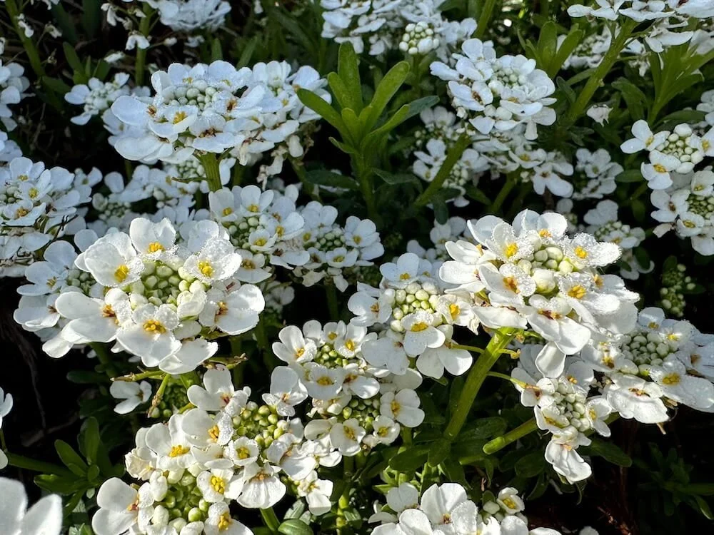 Iberis sempervirens 24.jpeg