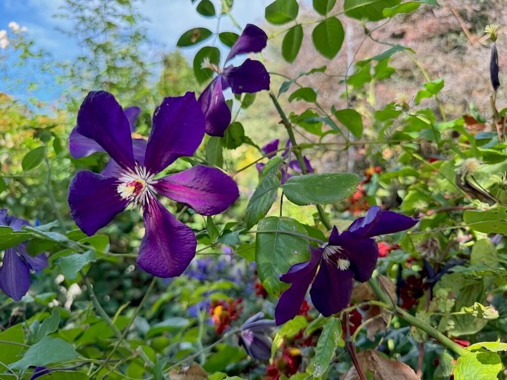 Clematis 'Negritjanka' 01.jpeg