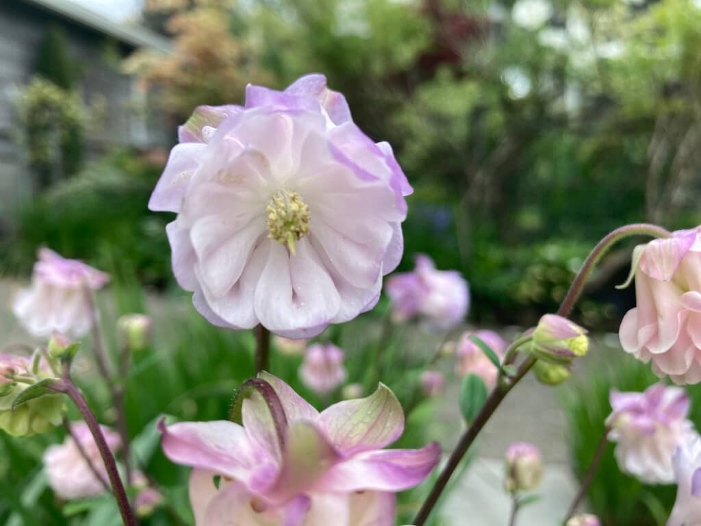 Aquilegia vulgaris 'Dorothy Rose' 04.jpeg