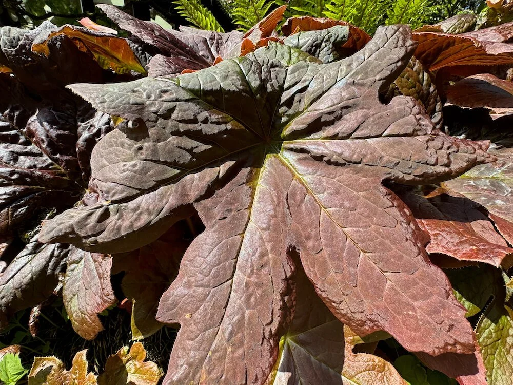 Podophyllum x 'Red Panda' 03.jpeg