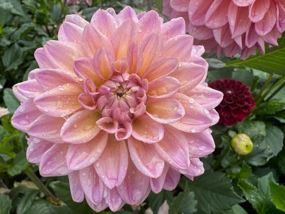 Dahlia 'Sweet Treat' 01.jpeg