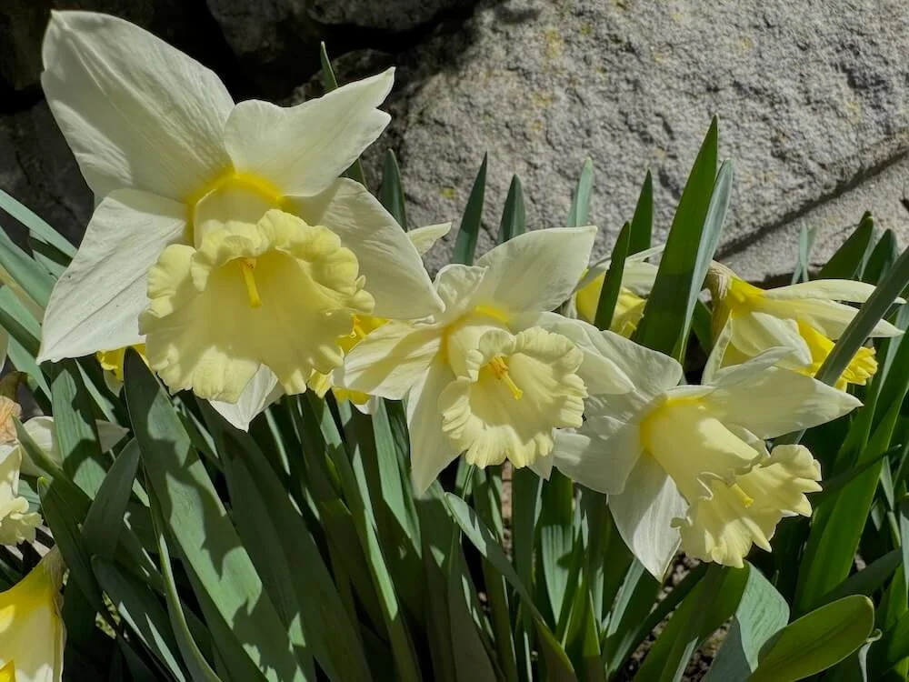 Narcissus 'Lemon Glow' 01.jpeg